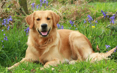 El Negocio de Invertir en Inmuebles II